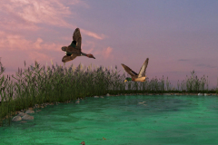 Ducks